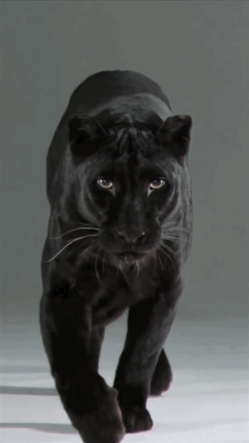 Walking Panther